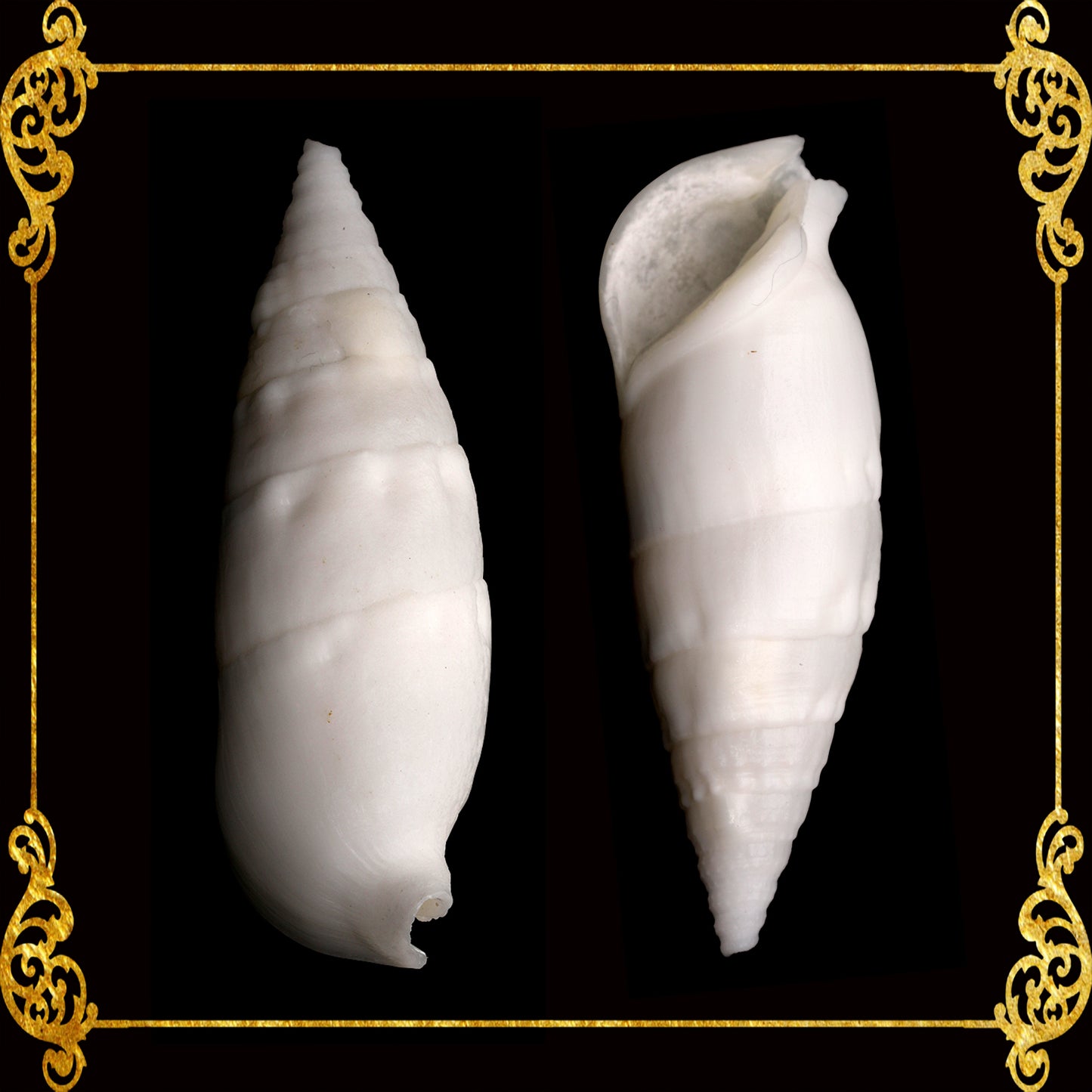 1 Kilo | Bala Bala | Aluco Vertagus | White | Seashells | Sea shells