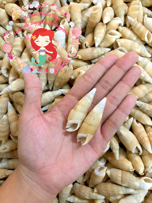 1 Kilo | Bala Bala | Aluco Vertagus | White | Seashells | Sea shells