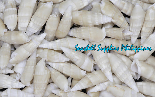 1 Kilo | Bala Bala | Aluco Vertagus | White | Seashells | Sea shells
