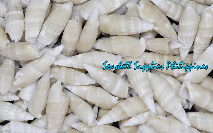 Bala Bala | White Aluco | Terebellum Terebellum – Seashell Supplies ...