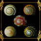1 Kilo | Batad | Common Button Top | Seashells | Sea shells