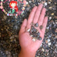 1 Kilo | Batad | Common Button Top | Seashells | Sea shells