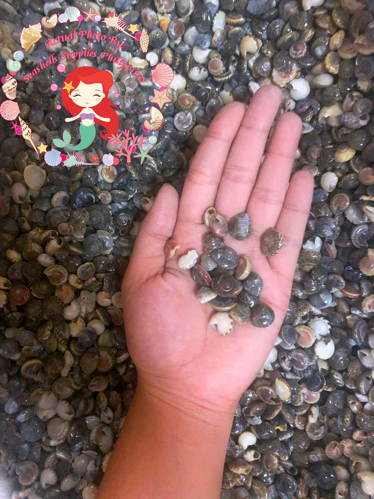 Button Top Shell Batad Seashell Beads | Button Top Shell | Umbonium Vestiarium Sea ...