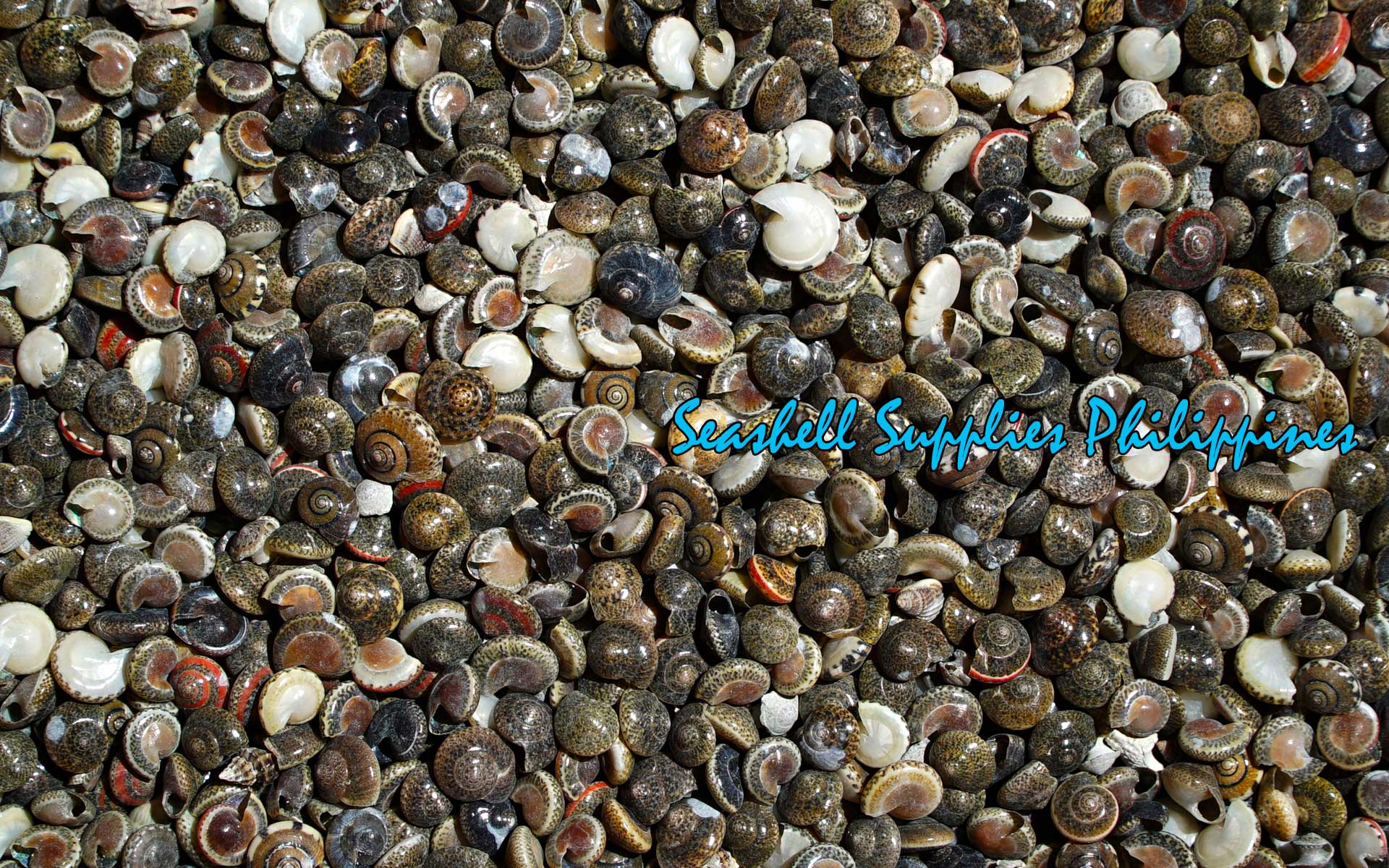 Button Top Shell Batad | Button Top Shell | Umbonium Vestiarium – Seashell Supplies ...