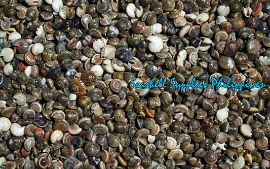 1 Kilo | Batad | Common Button Top | Seashells | Sea shells