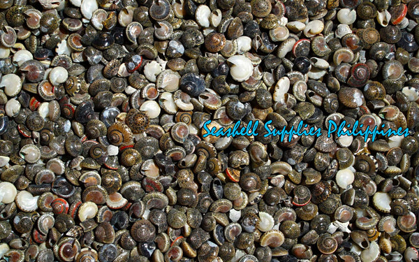 Batad | Button Top Shell | Umbonium Vestiarium Seashell