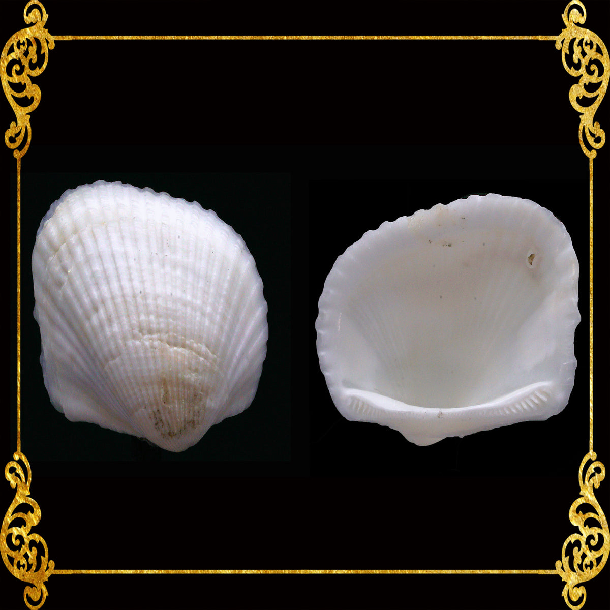 Batiting | Transverse Ark | Anadara Transversa Sea Shells