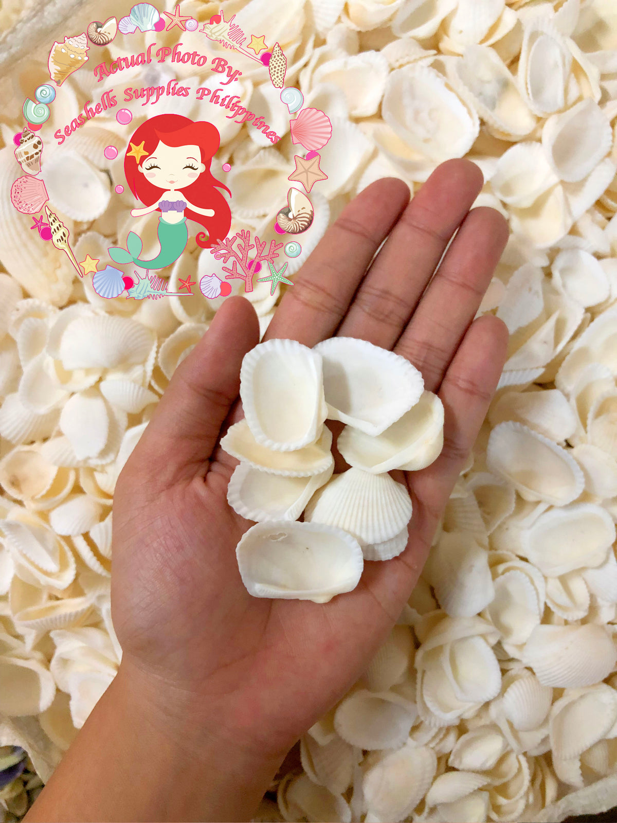 Batiting | Transverse Ark | Anadara Transversa Sea Shells