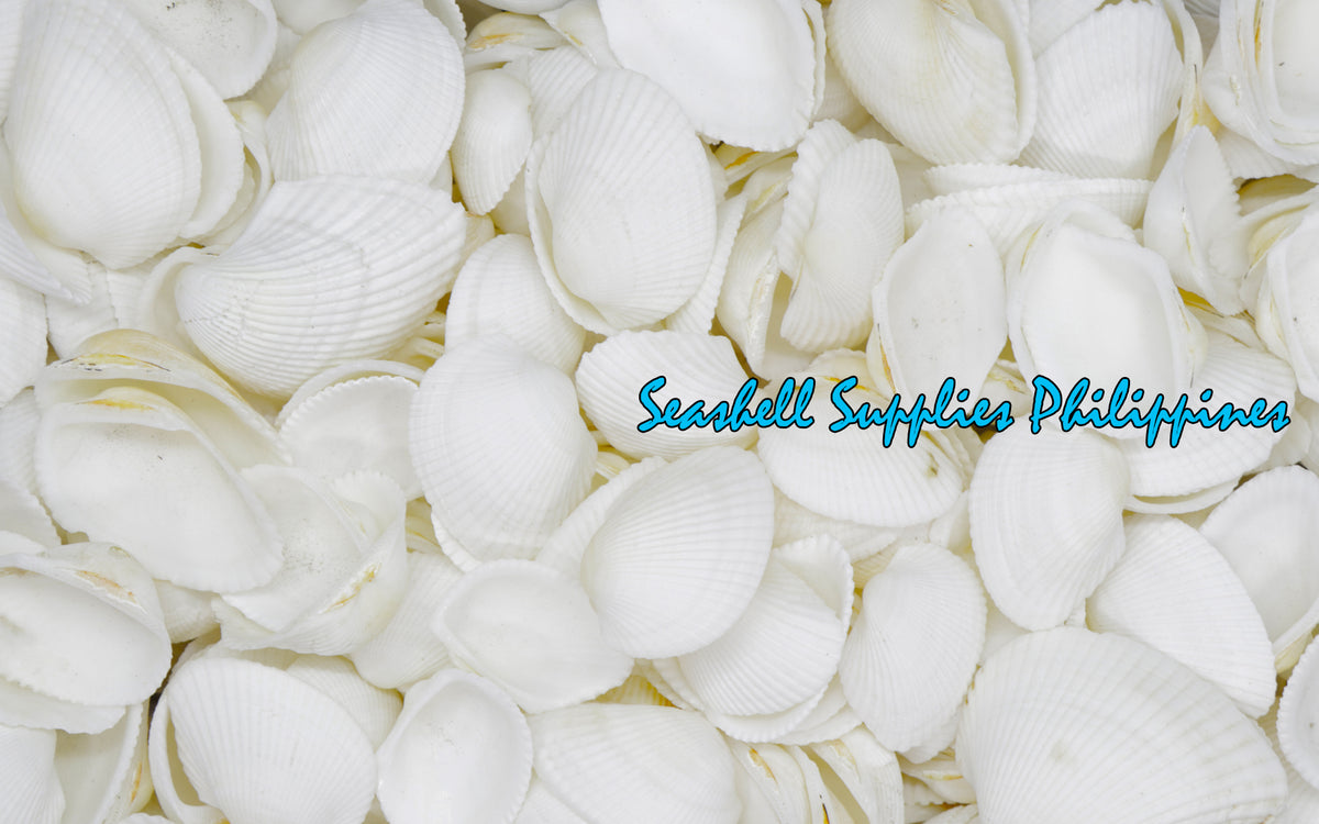 Batiting | Transverse Ark | Anadara Transversa Sea Shells