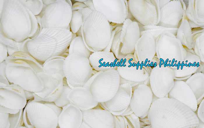 Batiting | Transverse Ark | Anadara Transversa Sea Shells