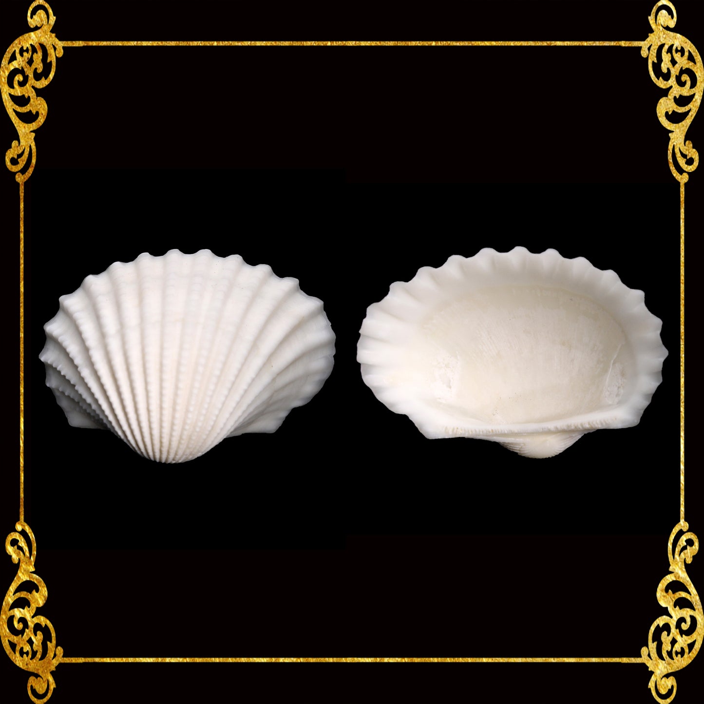 1 Kilo | Batotoy Kulot | Granular Ark | Seashells | Sea shells