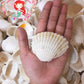 1 Kilo | Batotoy Kulot | Granular Ark | Seashells | Sea shells