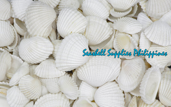 Batotoy Kulot | Granular Ark | Anadara Granosa Sea Shells