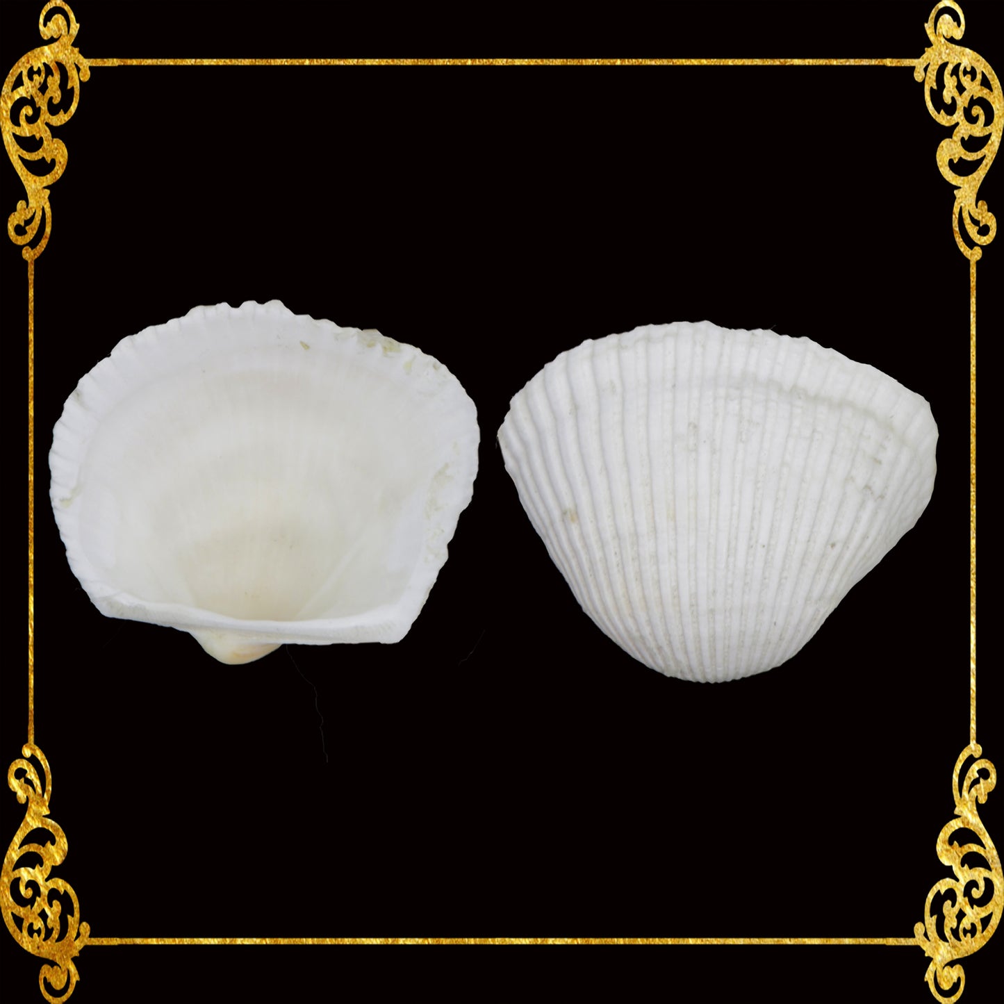 1 Kilo | Batotoy Kulot XL | Mosled Ark | Seashells | Sea shells
