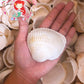 1 Kilo | Batotoy Kulot XL | Mosled Ark | Seashells | Sea shells