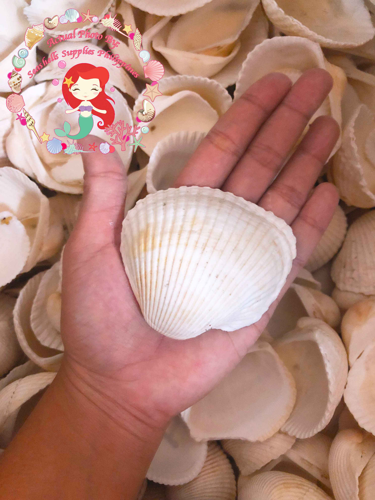 Batotoy Kulot XL | Ridged Ark Shell | Anadara Antiquata Sea Shells