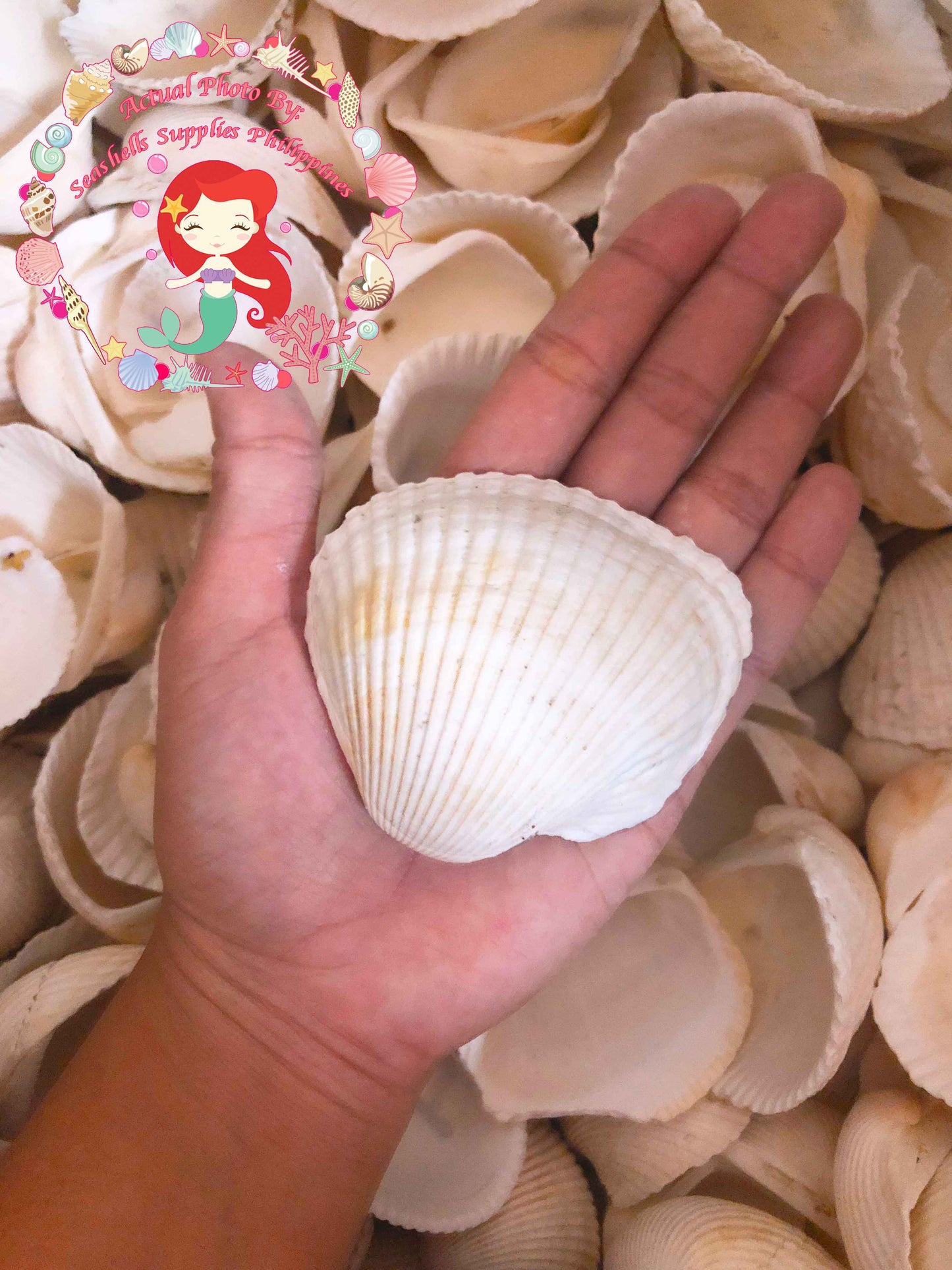 1 Kilo | Batotoy Kulot XL | Mosled Ark | Seashells | Sea shells