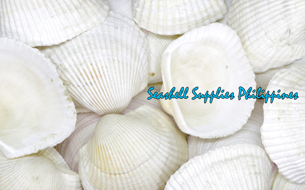 Batotoy Kulot XL | Ridged Ark Shell | Anadara Antiquata Sea Shells