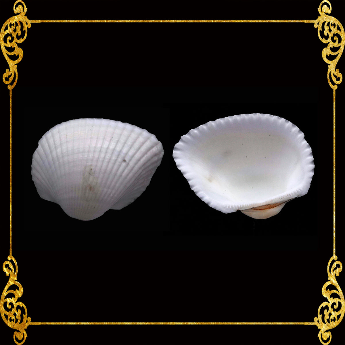Batotoy Negros | Mosled Ark Shell | Anadara Antiquata var. – Seashell ...