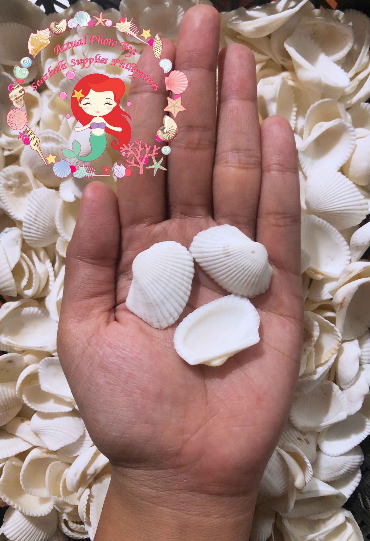 Batotoy Negros | Mosled Ark Shell | Anadara Antiquata var.