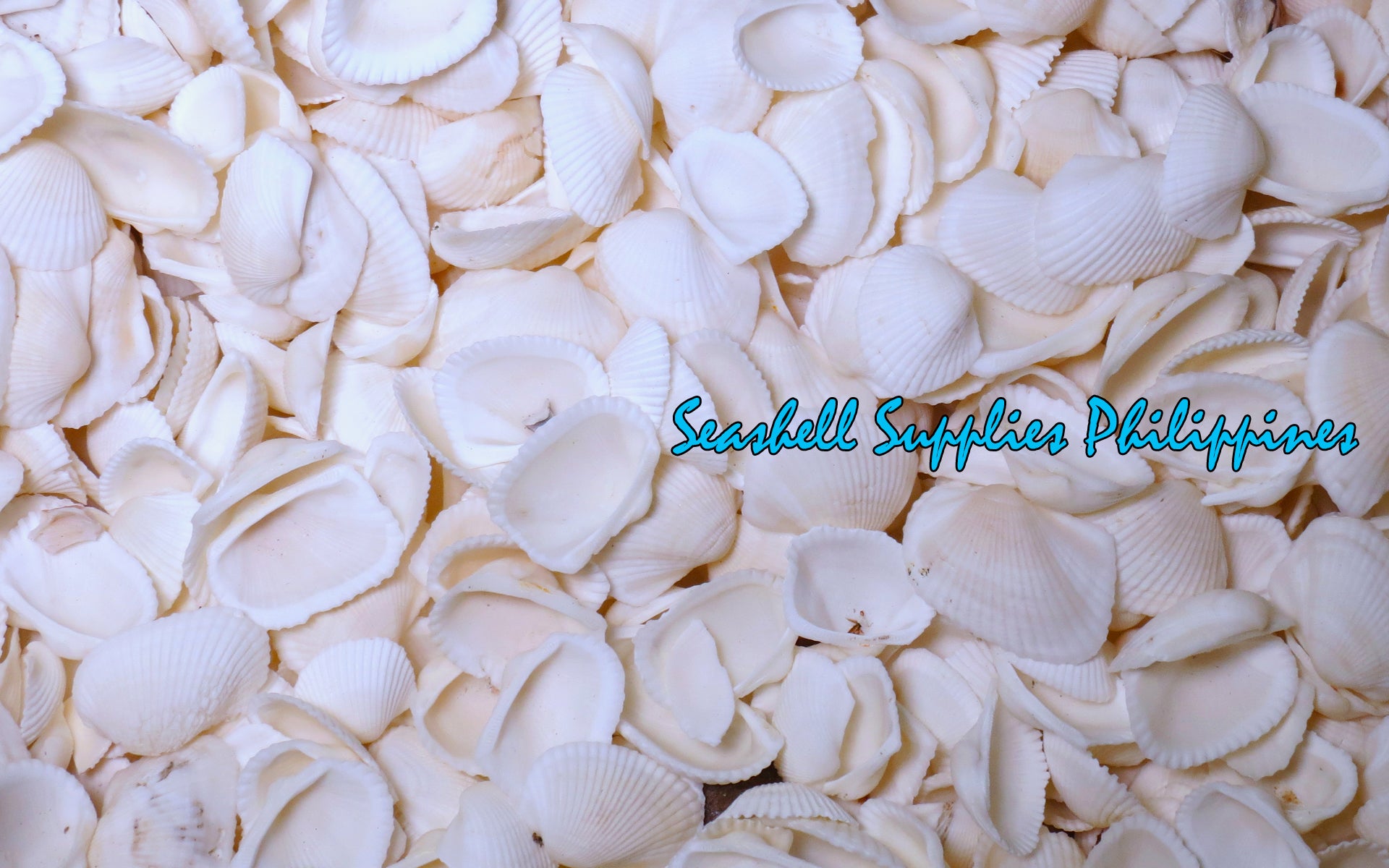 Batotoy Negros | Mosled Ark Shell | Anadara Antiquata var. – Seashell ...