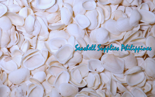 1 Kilo | Batotoy Negros | Mosled Ark | Seashells | Sea shells