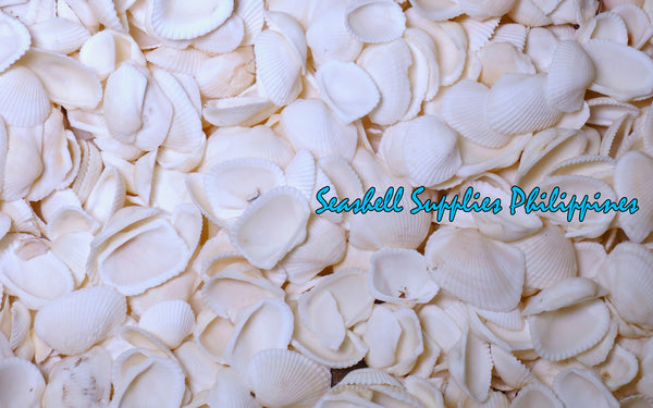 Batotoy Negros | Mosled Ark Shell | Anadara Antiquata var.