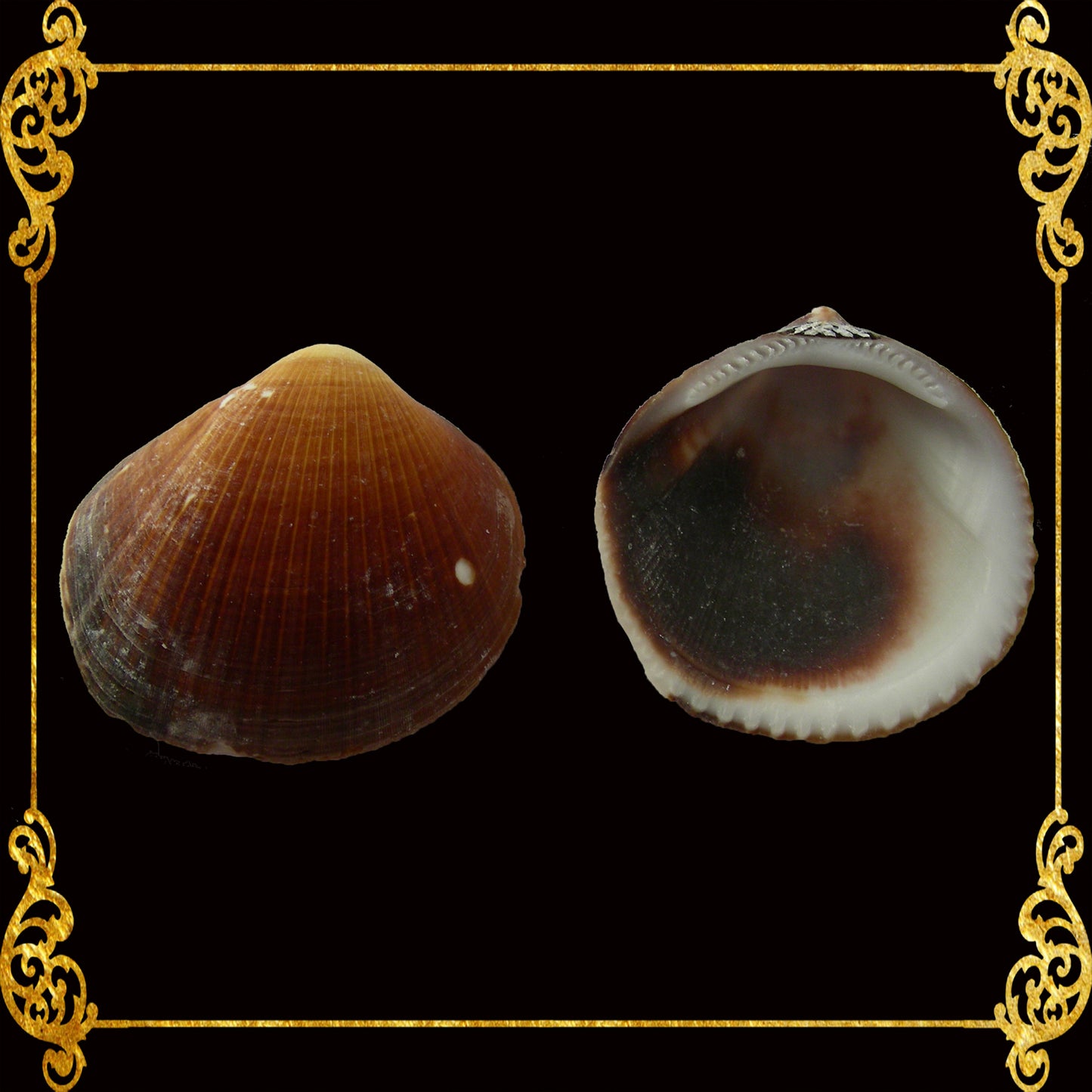 1 Kilo | Brown Cockles | Reeve's Bittersweet | Seashells | Sea shells
