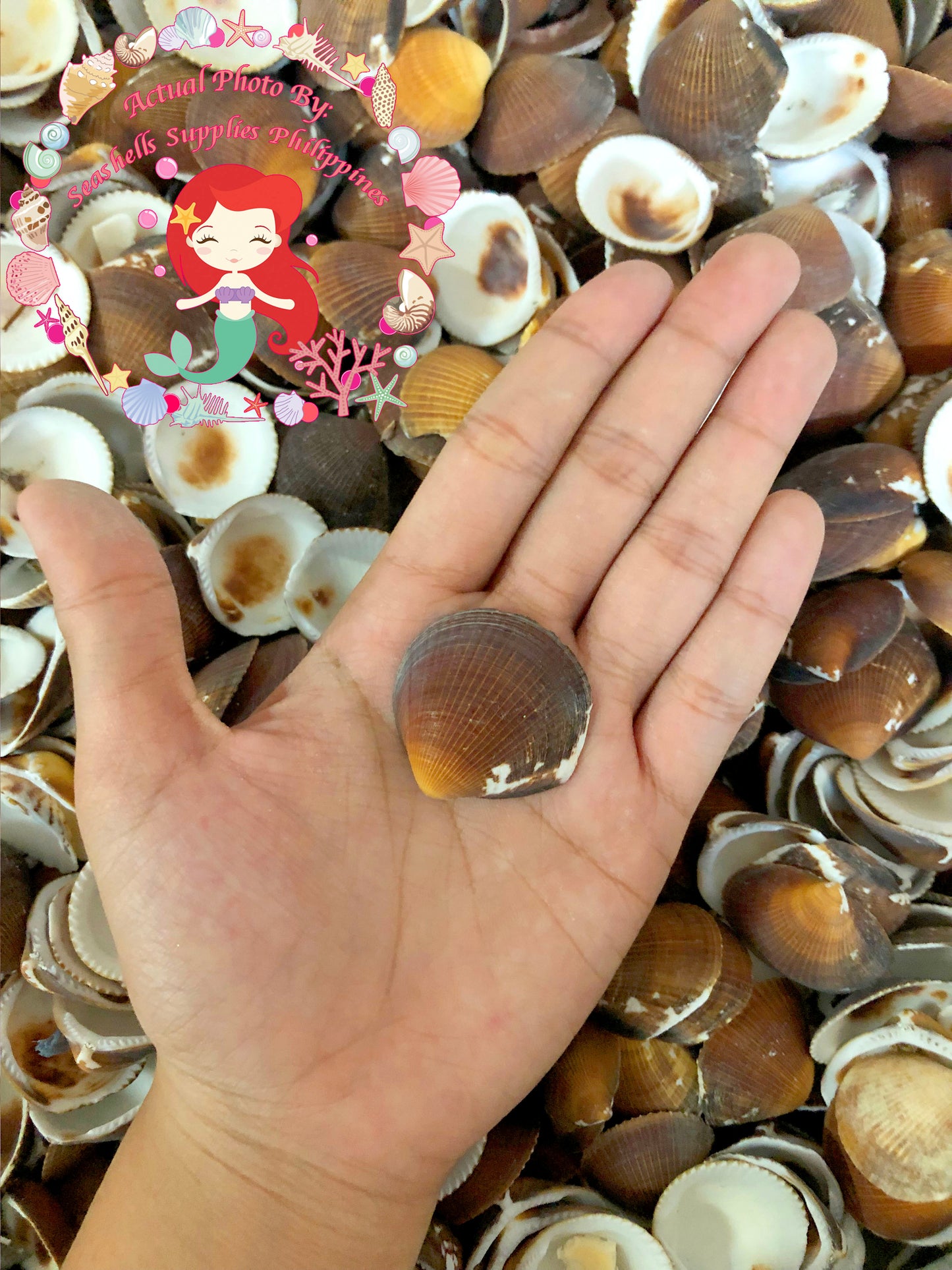 1 Kilo | Brown Cockles | Reeve's Bittersweet | Seashells | Sea shells