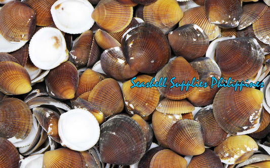 1 Kilo | Brown Cockles | Reeve's Bittersweet | Seashells | Sea shells