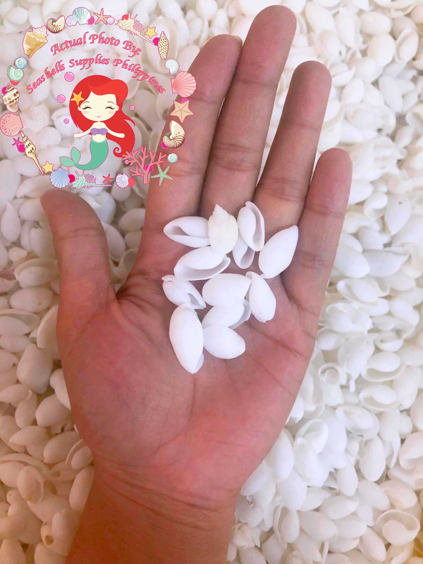 1 Kilo | Bubbles | Cylindrical Atys | Seashells | Sea shells
