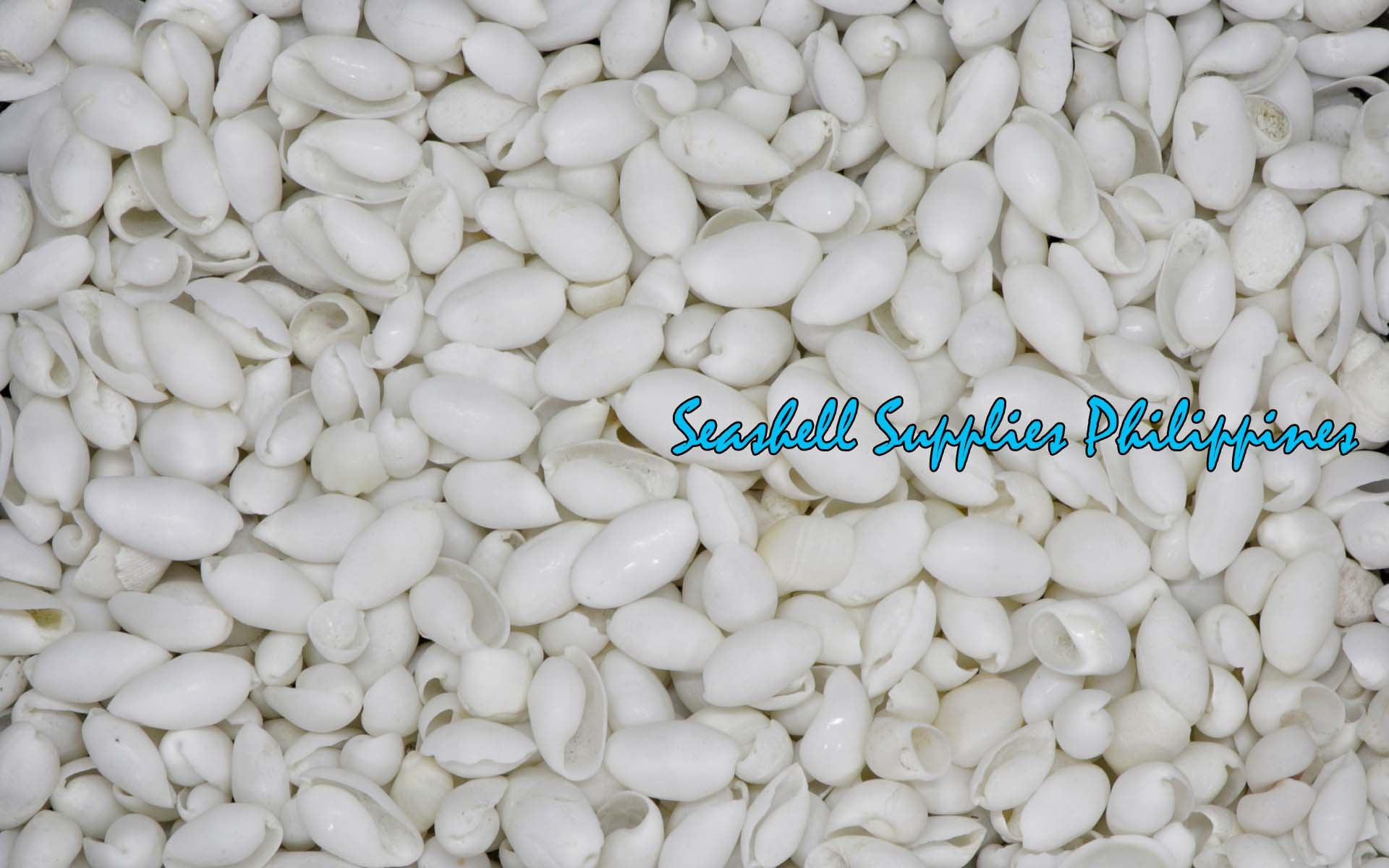 Bubbles | Cylindrical Atys | Atys Cylindricus