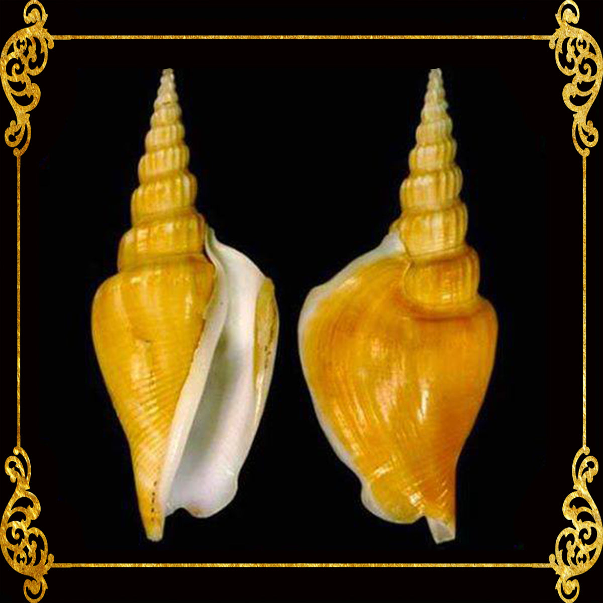 Bulagsik | Vitate Conch | Vitate conus Species