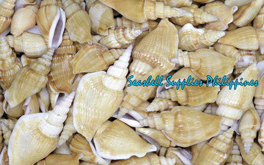 1 Kilo | Bulagsik | Vitate Conch | Seashells | Sea shells