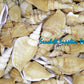 500 Grams | Bulagsik | Vittate Conch