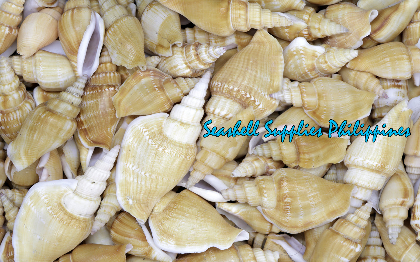 500 Grams | Bulagsik | Vittate Conch