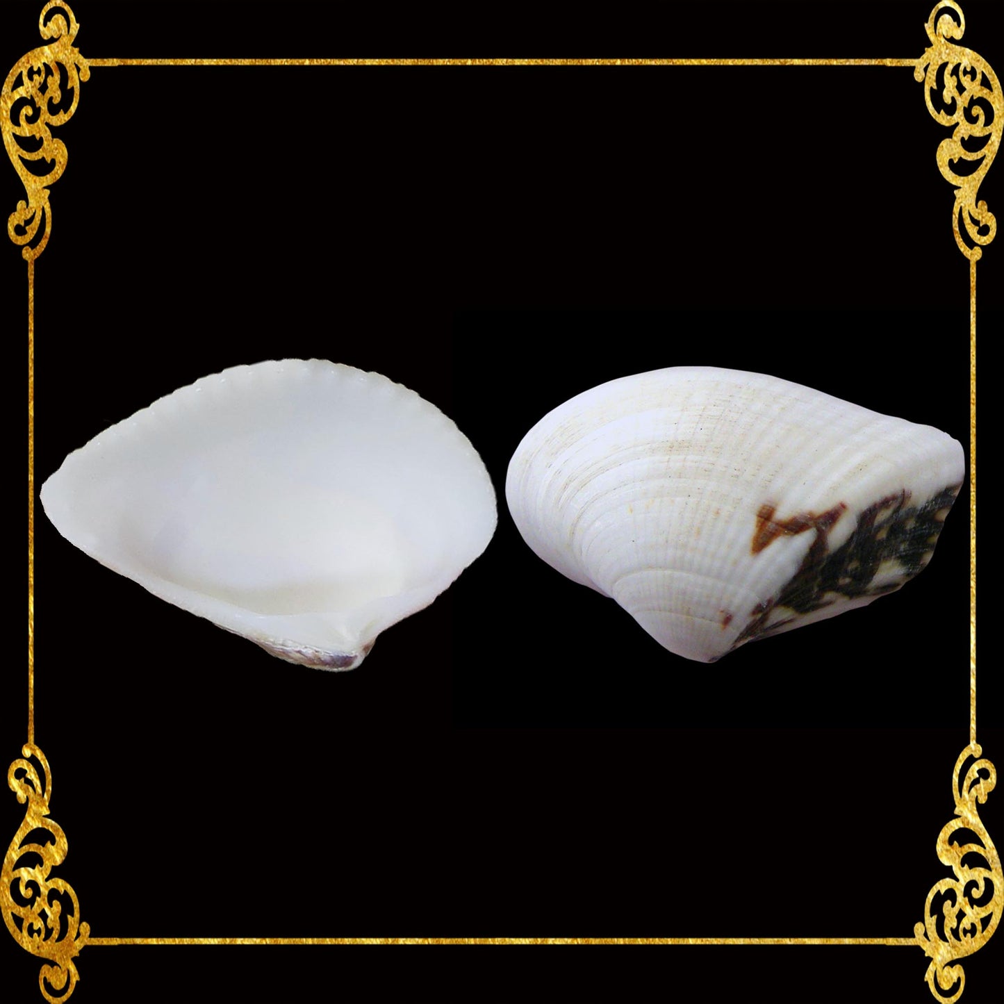 1 Kilo | Butil | Squamose Venus | Seashells | Sea shells