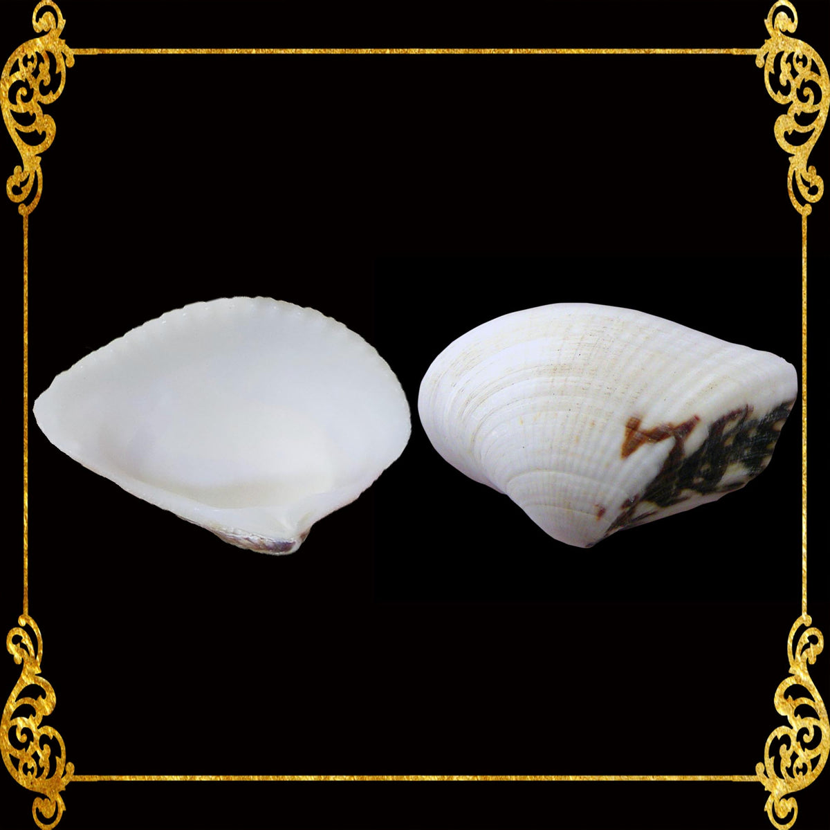 Butil Shellfish Butil | Squamose Venus | Pitar Squamosus – Seashell Supplies Philippines