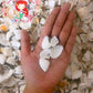 1 Kilo | Butil | Squamose Venus | Seashells | Sea shells