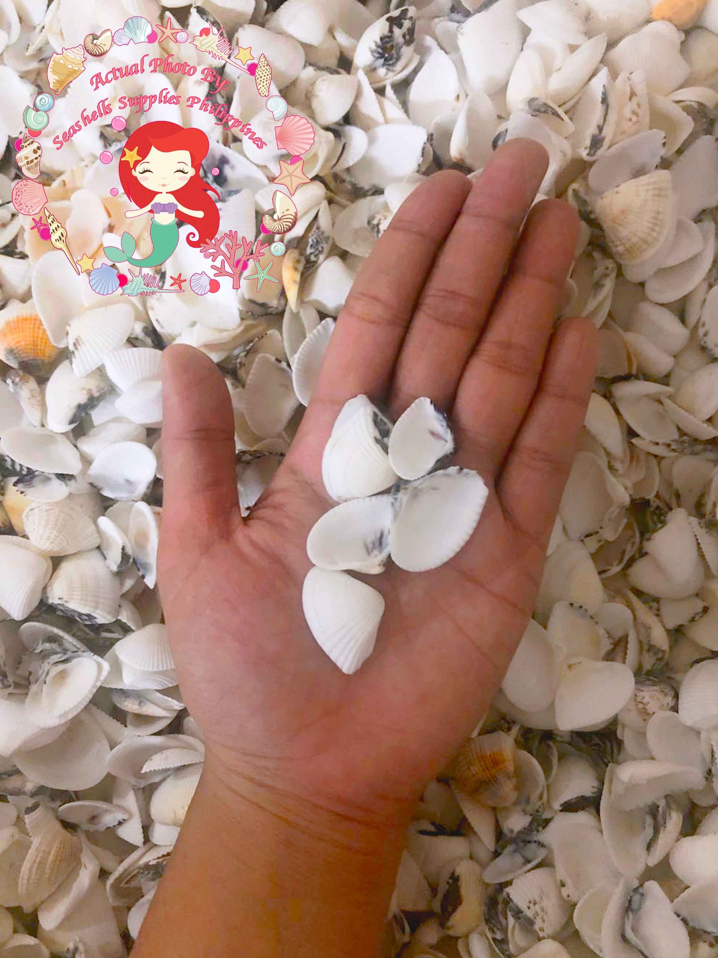 1 Kilo | Butil | Squamose Venus | Seashells | Sea shells