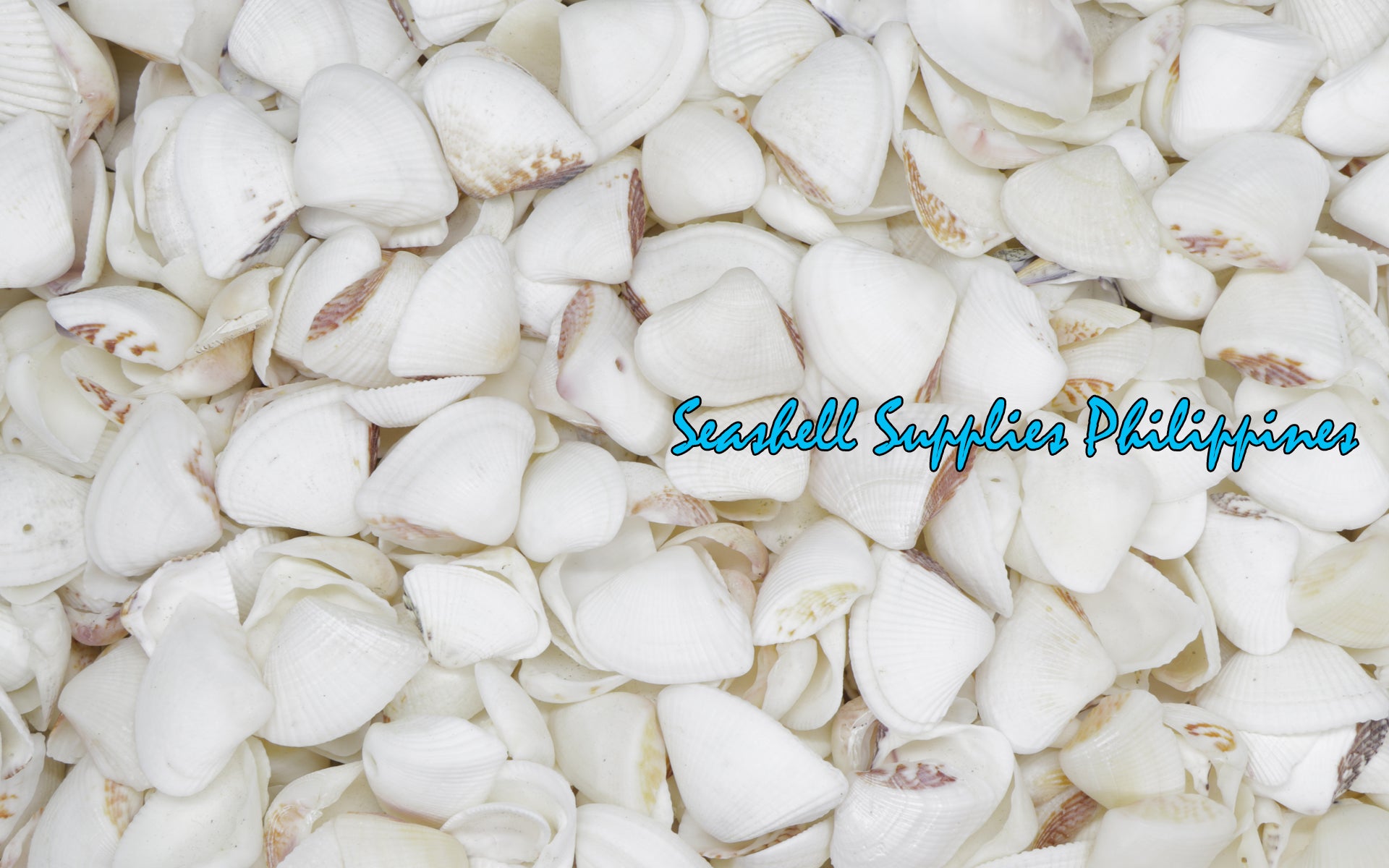 Butil Shellfish Butil | Squamose Venus | Pitar Squamosus – Seashell Supplies Philippines