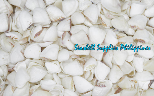 1 Kilo | Butil | Squamose Venus | Seashells | Sea shells