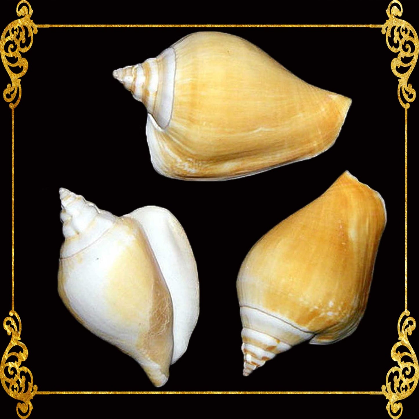 1 Kilo | Canarium | Dog Conch | Seashells | Sea shells