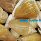 500 Grams | Canarium | Dog Conch