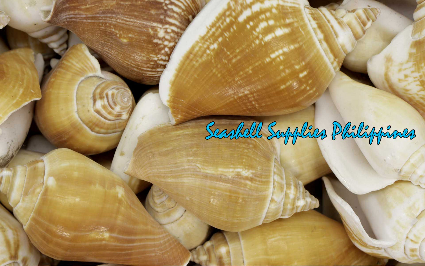 500 Grams | Canarium | Dog Conch
