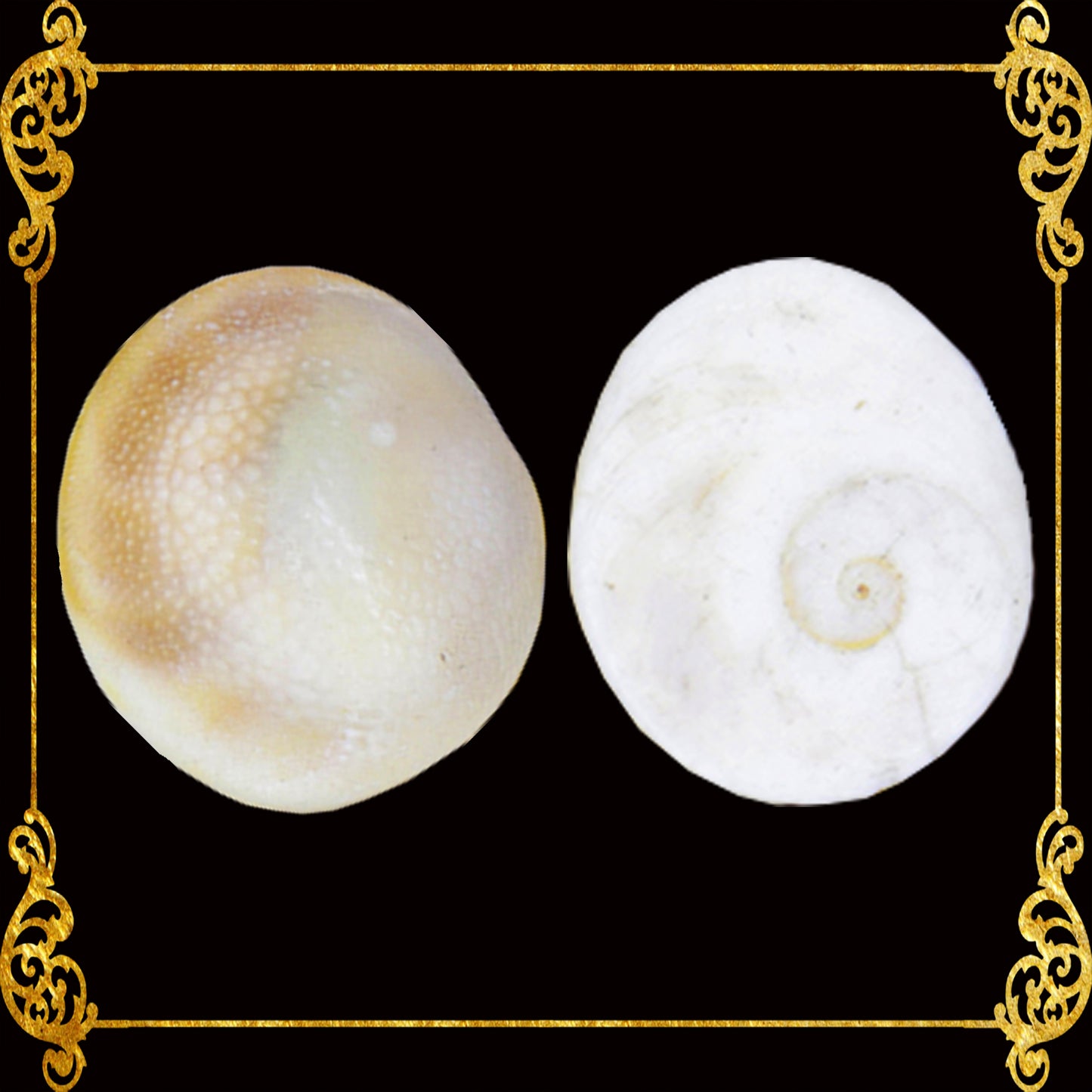 1 Kilo | Cat's Eye | Operculum | Black & White | Seashells | Sea shell ...
