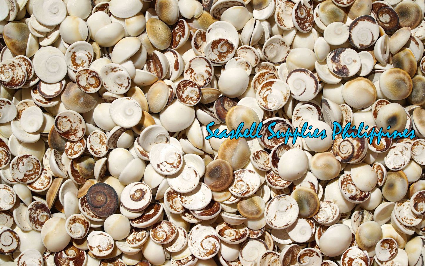 1 Kilo | Cat's Eye | Operculum | Black & White | Seashells | Sea shells