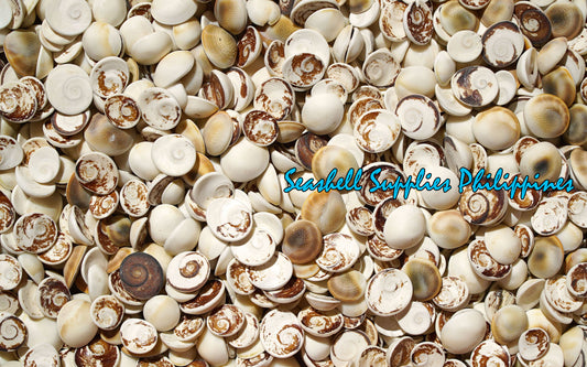 1 Kilo | Cat's Eye | Operculum | Black & White | Seashells | Sea shells