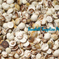 500 Grams | Cat's Eye | Operculum | Black & White