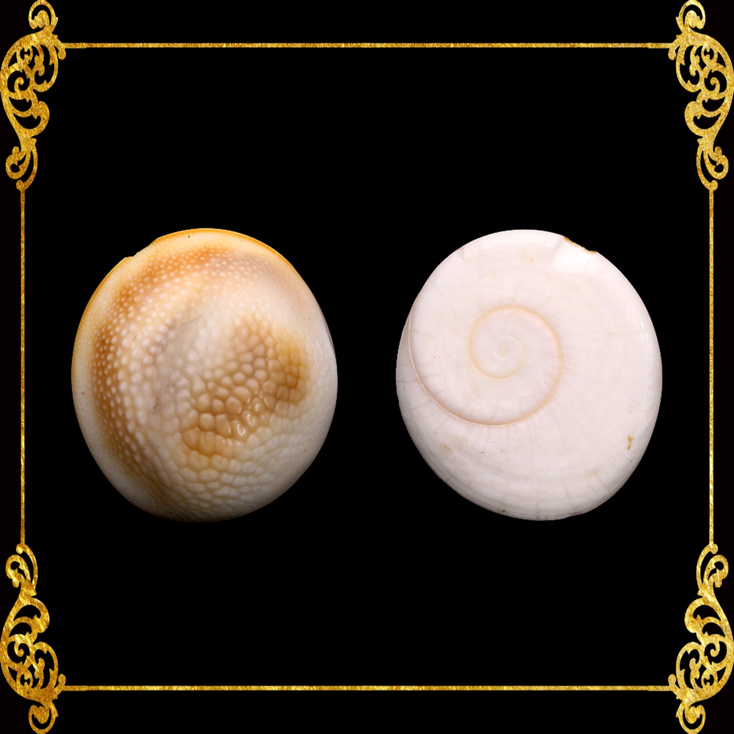 500 Grams | Cat's Eye | Operculum | Black & White